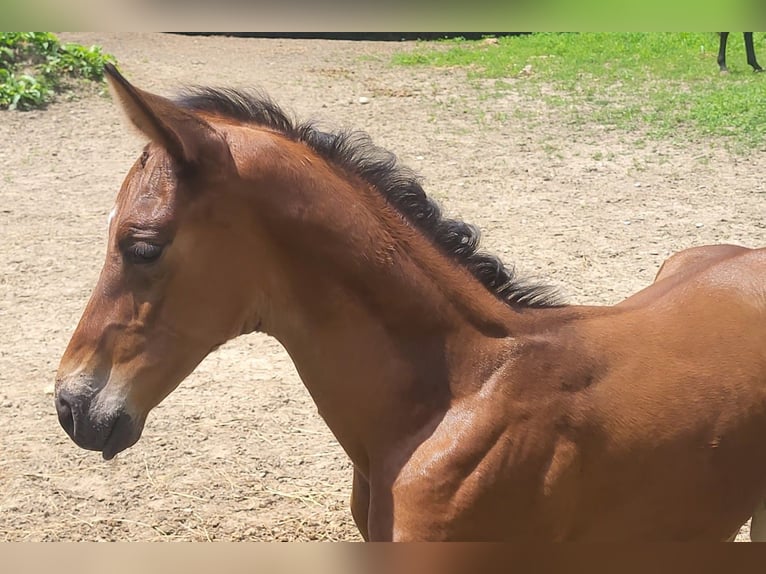 Trakehner Hengst 1 Jaar 173 cm Bruin in Adelsried