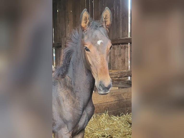 Trakehner Hengst 1 Jaar 173 cm Bruin in Adelsried