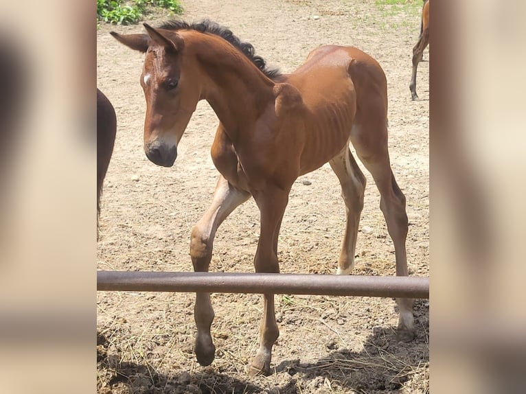 Trakehner Hengst 1 Jaar 173 cm Bruin in Adelsried