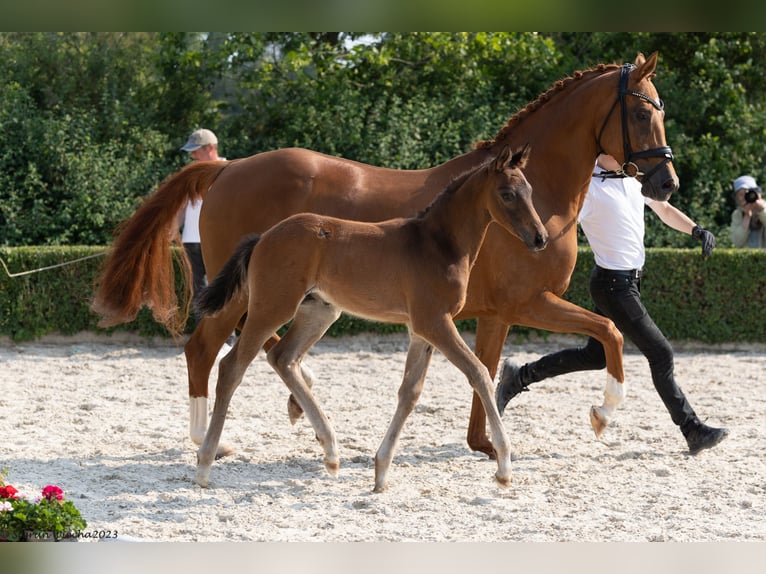 Trakehner Hengst 1 Jaar Bruin in Krefeld