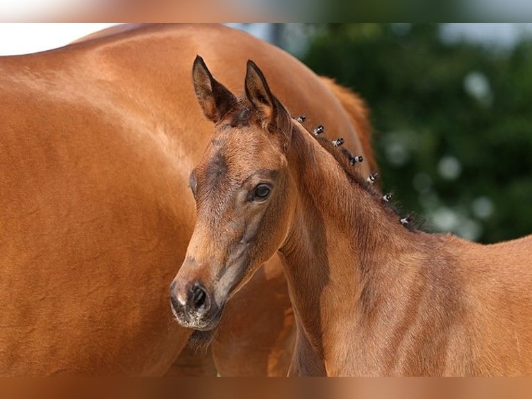 Trakehner Hengst 1 Jaar Bruin in Krefeld