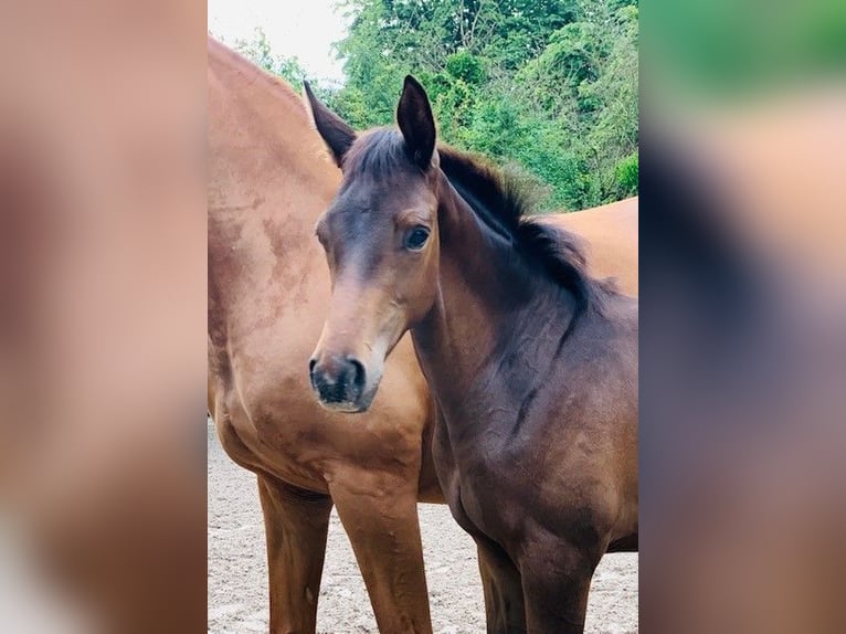 Trakehner Hengst 1 Jaar Bruin in Krefeld