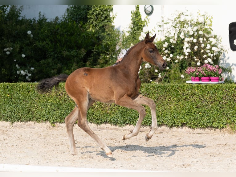 Trakehner Hengst 1 Jaar Bruin in Krefeld