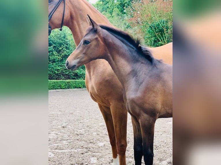 Trakehner Hengst 1 Jaar Bruin in Krefeld