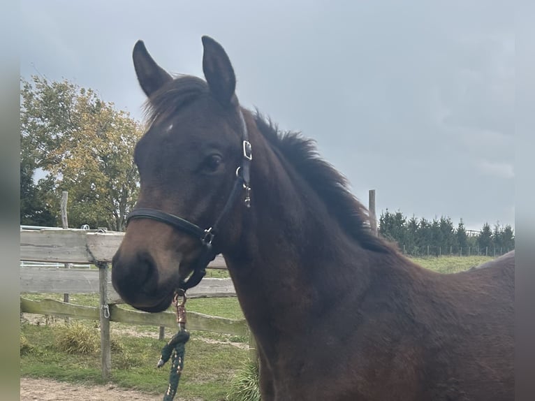 Trakehner Hengst 1 Jaar Bruin in Werder (Havel)