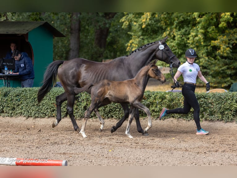 Trakehner Hengst 1 Jaar Bruin in Grabow