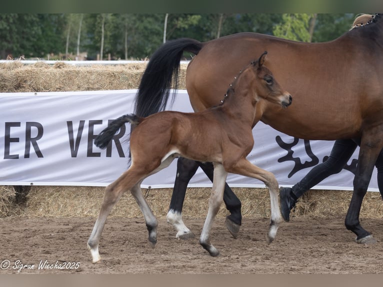 Trakehner Hengst 1 Jaar Bruin in Grambow