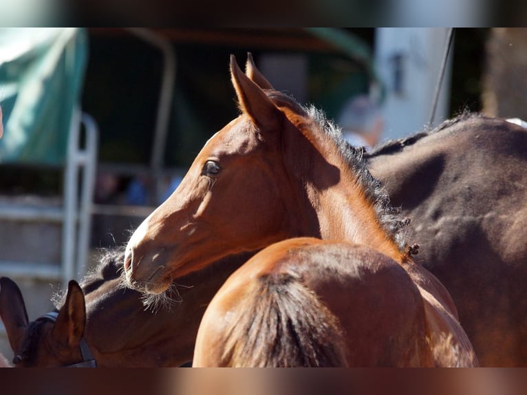 Trakehner Hengst 1 Jaar Bruin in Günzburg