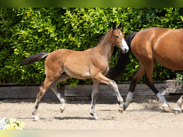 Trakehner Hengst 1 Jaar Bruin in Heiligenstedtenerkamp