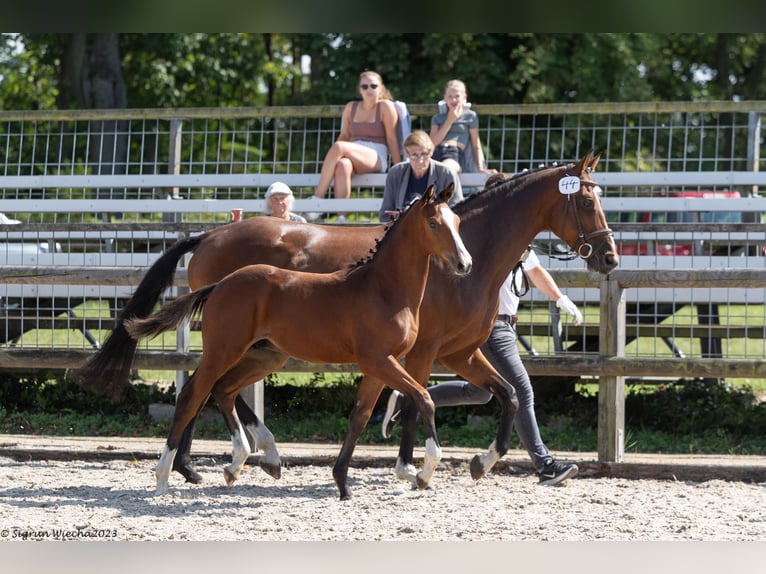 Trakehner Hengst 1 Jaar Bruin in Belzig