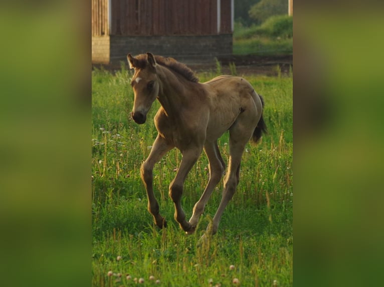 Trakehner Hengst 1 Jaar Buckskin in RuilaRuila
