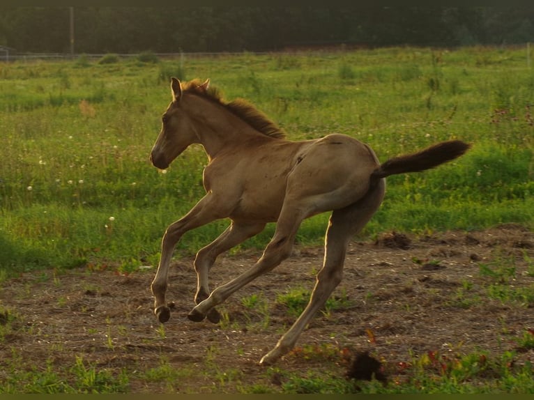 Trakehner Hengst 1 Jaar Buckskin in RuilaRuila