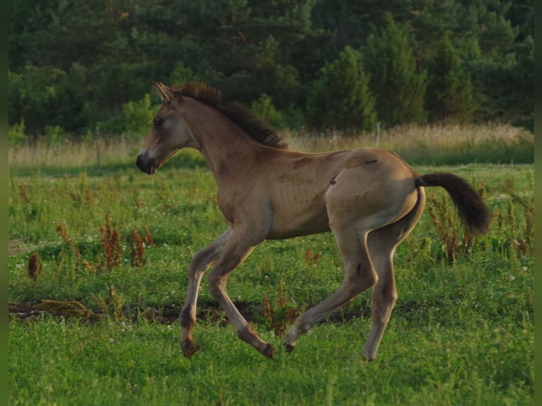 Trakehner Hengst 1 Jaar Buckskin in RuilaRuila
