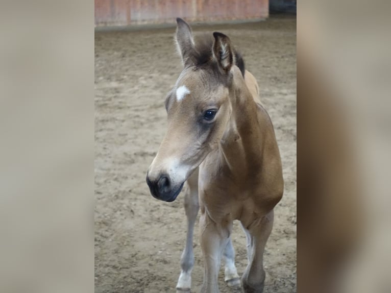 Trakehner Hengst 1 Jaar Buckskin in RuilaRuila