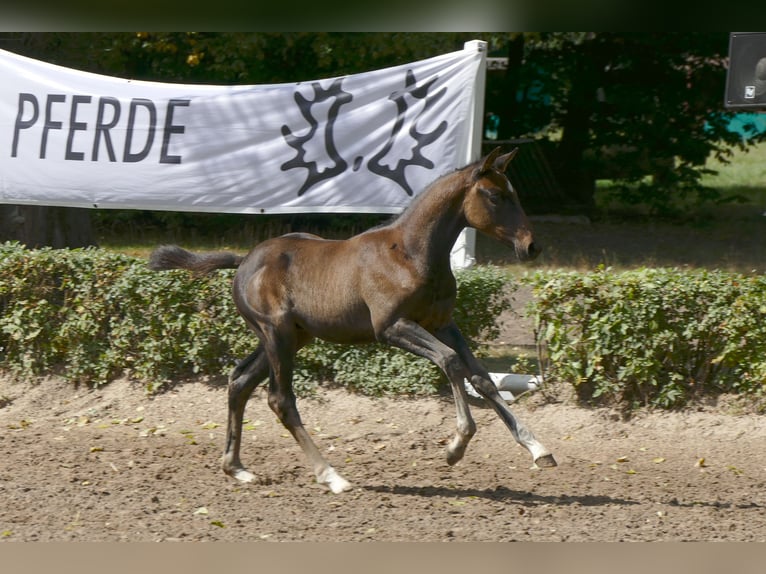 Trakehner Hengst 1 Jaar Donkerbruin in Grabow