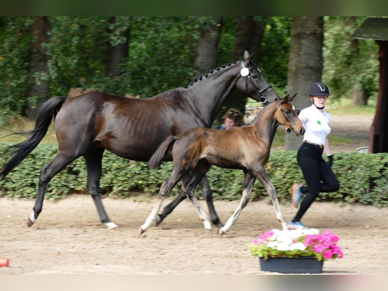 Trakehner Hengst 1 Jaar Donkerbruin in Grabow