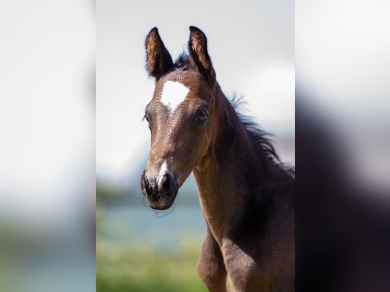 Trakehner Hengst 1 Jaar Donkerbruin in Houten