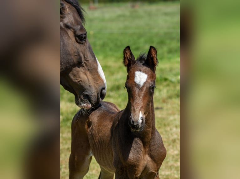 Trakehner Hengst 1 Jaar Donkerbruin in Houten