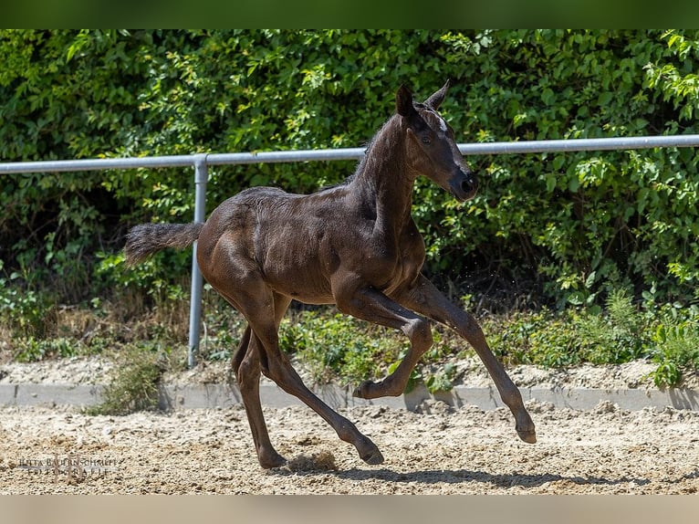 Trakehner Hengst 1 Jaar Donkerbruin in Aub