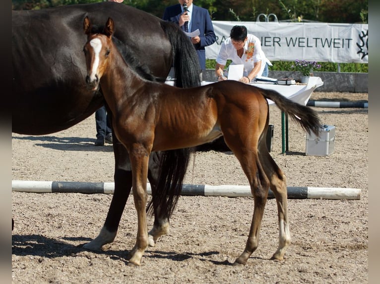 Trakehner Hengst 1 Jaar Donkerbruin in Günzburg