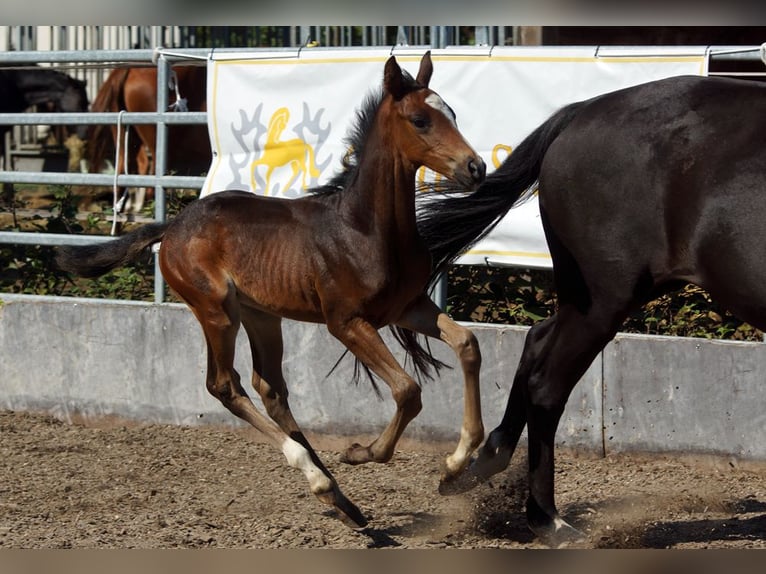 Trakehner Hengst 1 Jaar Donkerbruin in Günzburg