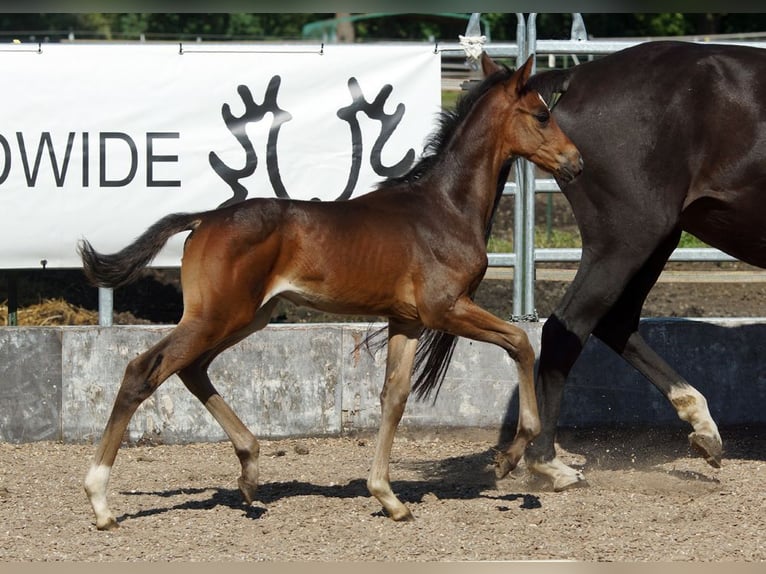 Trakehner Hengst 1 Jaar Donkerbruin in Günzburg