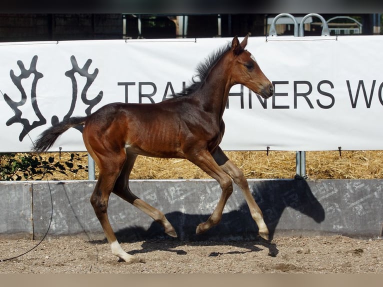 Trakehner Hengst 1 Jaar Donkerbruin in Günzburg