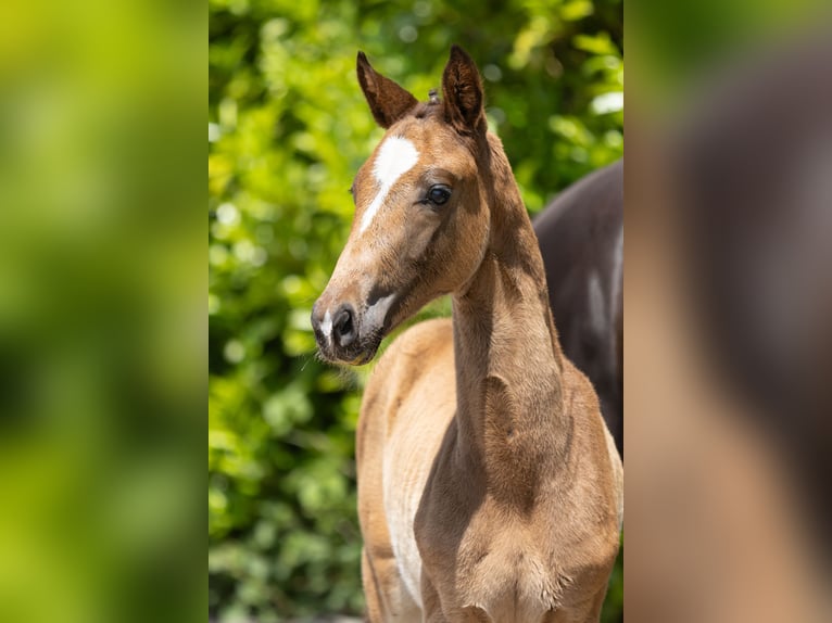 Trakehner Hengst 1 Jaar Donkerbruin in Travenbrück