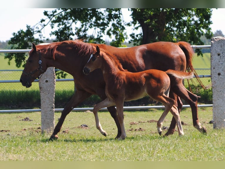 Trakehner Hengst 1 Jaar Donkere-vos in ZapelCrivitz