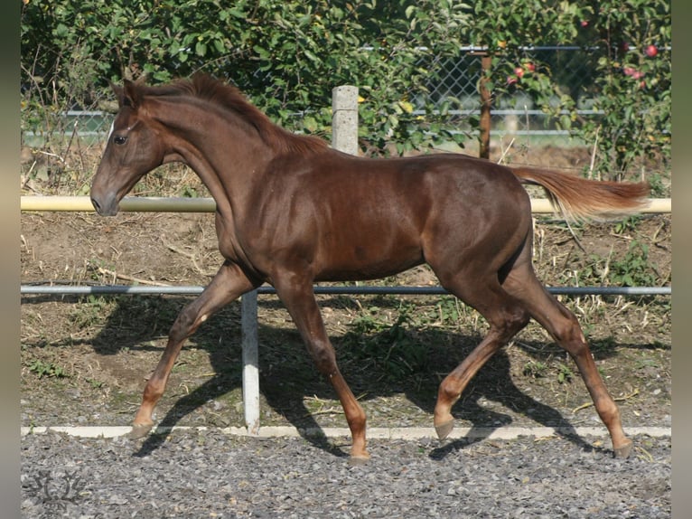 Trakehner Hengst 1 Jaar Donkere-vos in ZapelCrivitz