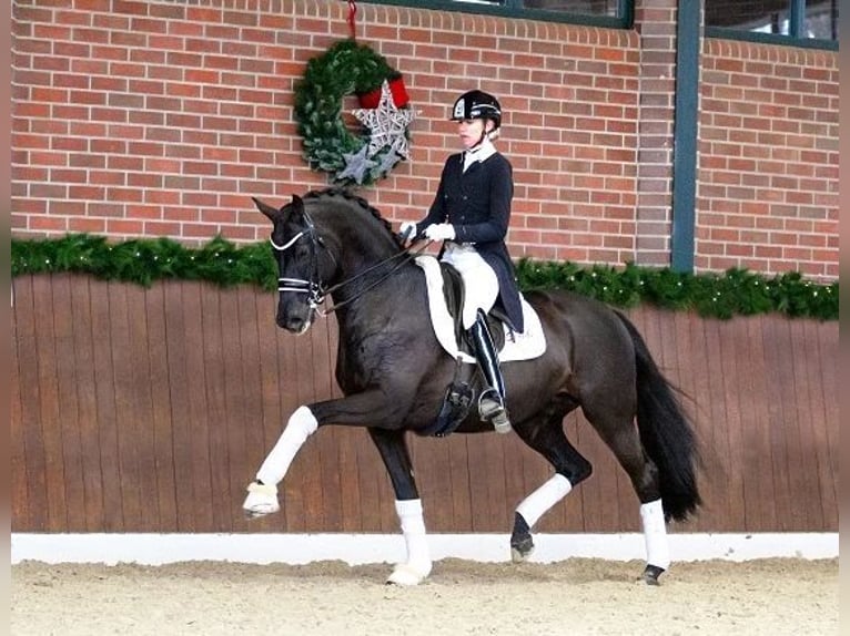 Trakehner Hengst 1 Jaar in Ruila