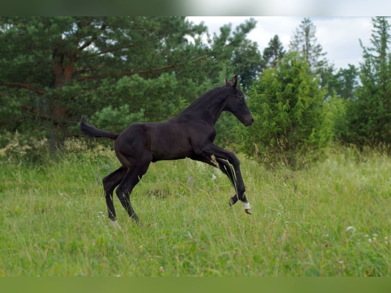 Trakehner Hengst 1 Jaar in Ruila