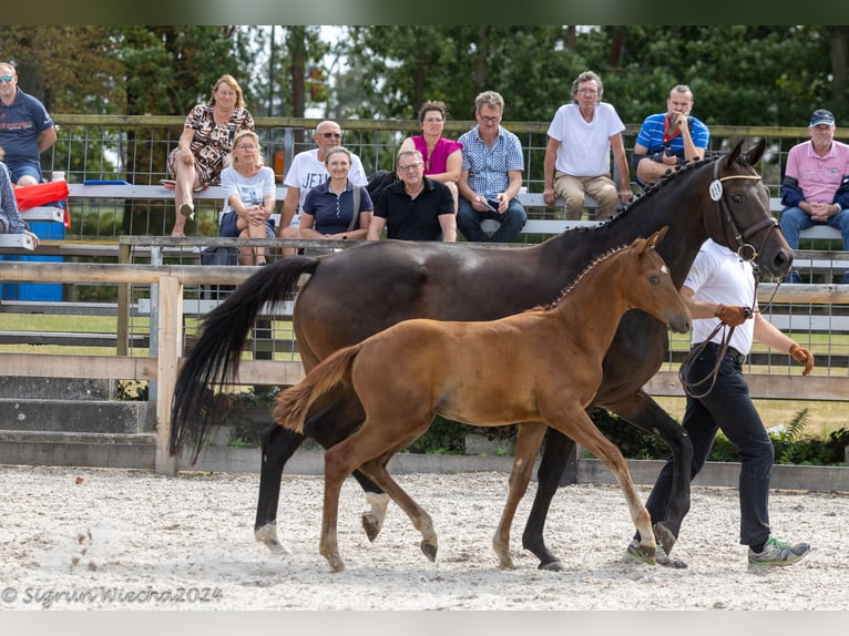 Trakehner Hengst 1 Jaar in Berthelsdorf