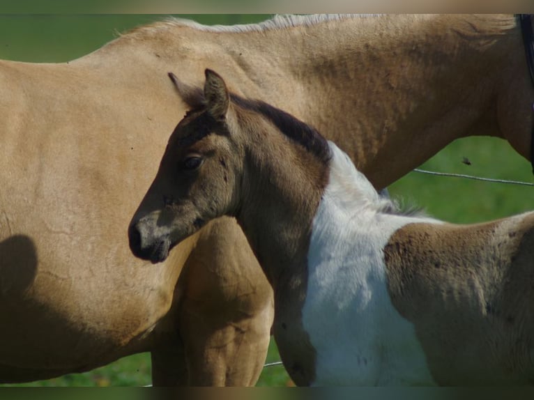 Trakehner Hengst 1 Jaar Falbe in Ruila