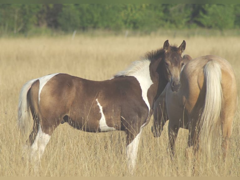 Trakehner Hengst 1 Jaar Falbe in Ruila