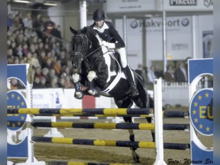 Trakehner Hengst 1 Jaar Gevlekt-paard in Ruila