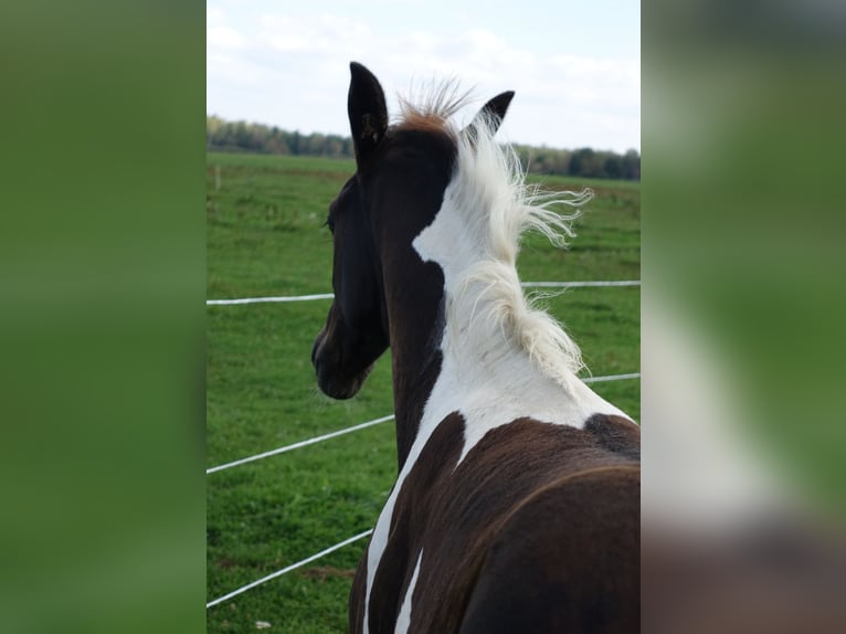 Trakehner Hengst 1 Jaar Gevlekt-paard in Linn