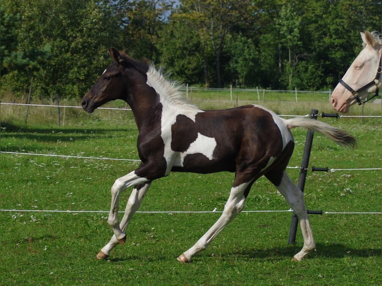 Trakehner Hengst 1 Jaar Gevlekt-paard in Linn