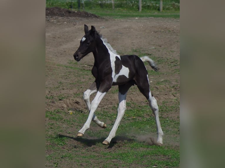 Trakehner Hengst 1 Jaar Gevlekt-paard in Linn