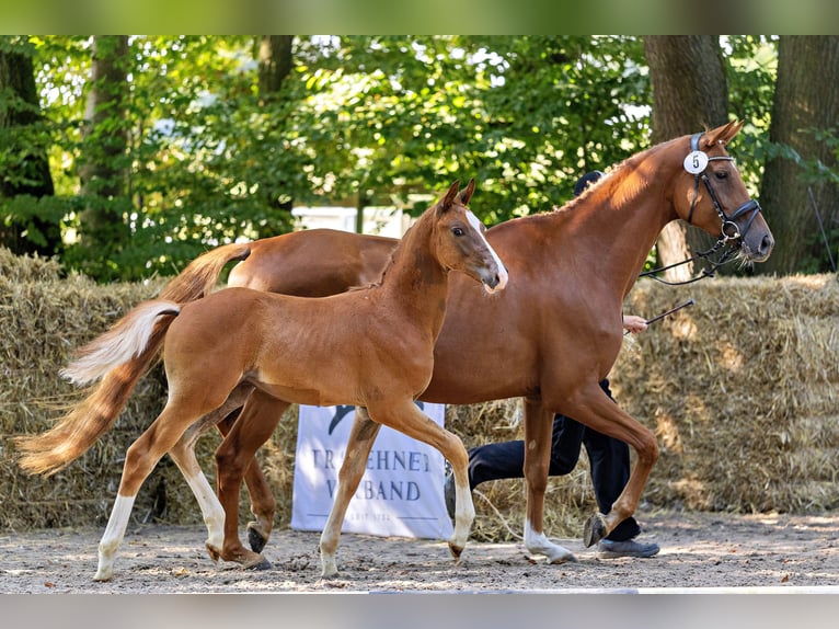 Trakehner Hengst 1 Jaar Vos in Liederbach am Taunus