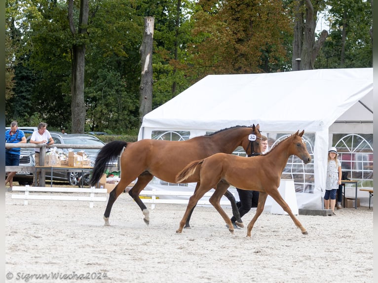 Trakehner Hengst 1 Jaar Vos in Laage OT Breesen