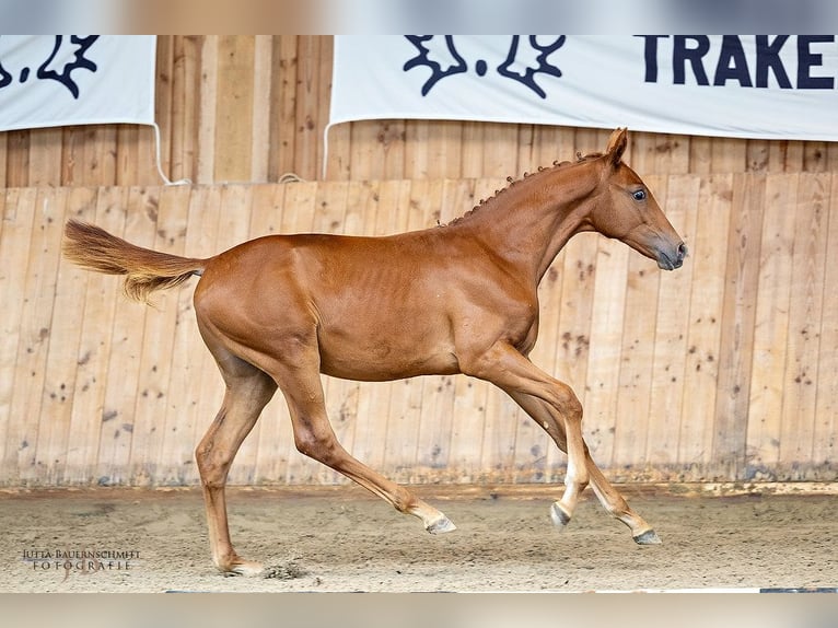 Trakehner Hengst 1 Jaar Vos in Langerwehe