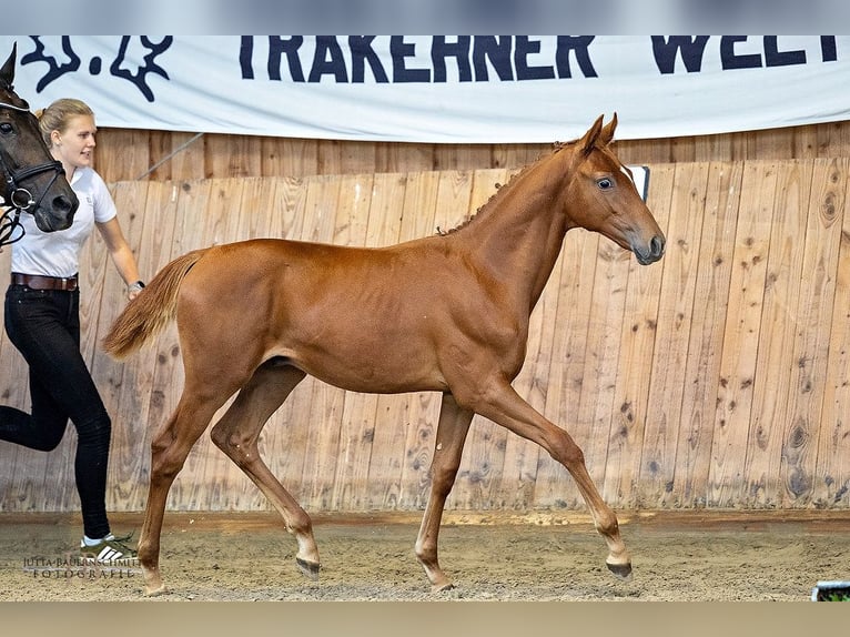 Trakehner Hengst 1 Jaar Vos in Langerwehe