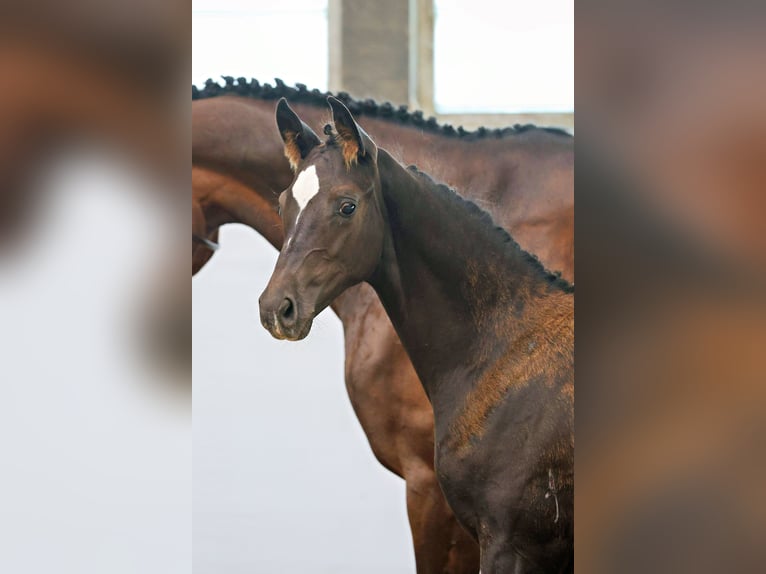Trakehner Hengst 1 Jaar Zwartbruin in Elzach
