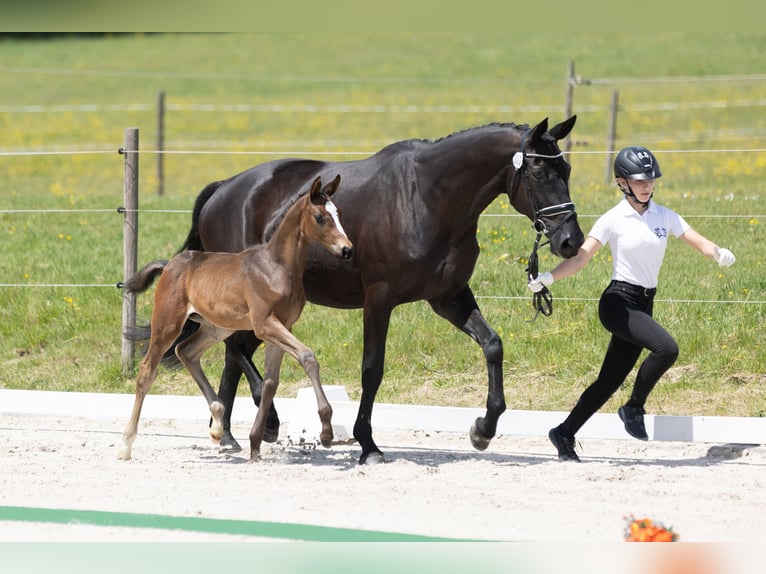 Trakehner Hengst 1 Jaar Zwartbruin in Herbstein