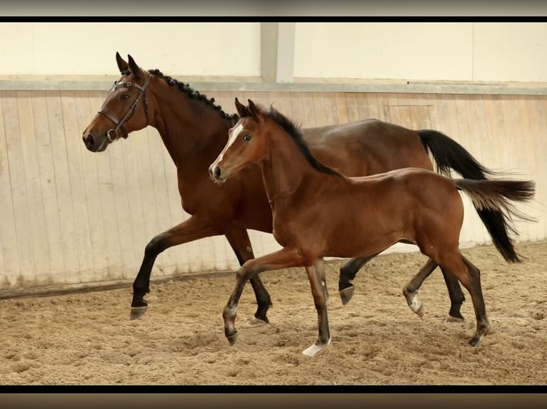 Trakehner Hengst 1 Jahr 135 cm Hellbrauner in Mücke