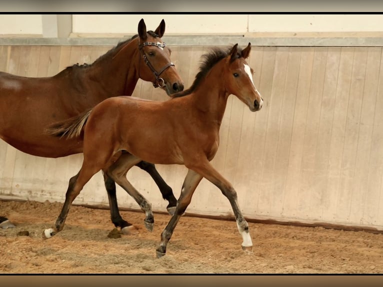 Trakehner Hengst 1 Jahr 135 cm Hellbrauner in Mücke