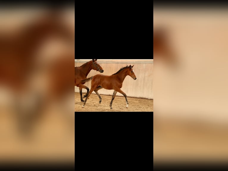 Trakehner Hengst 1 Jahr 135 cm Hellbrauner in Mücke