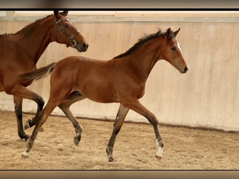 Trakehner Hengst 1 Jahr 135 cm Hellbrauner in Mücke