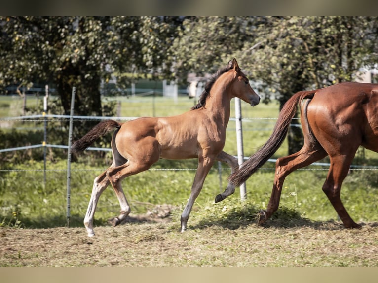 Trakehner Hengst 1 Jahr 145 cm Brauner in Oberalm